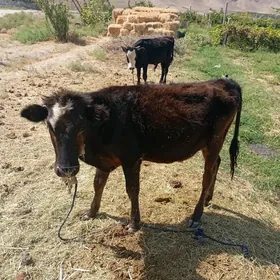 okuz gole sygyr mallar