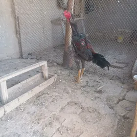 horaz