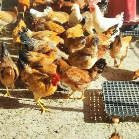 yerli gyzyl turkmen towuk