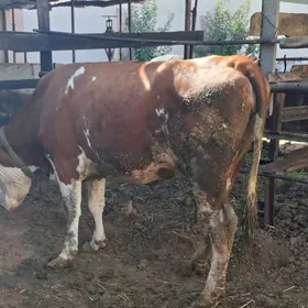 simmental