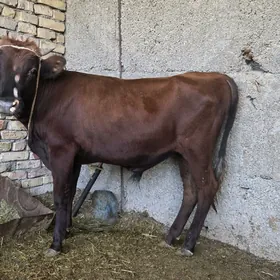 oküz