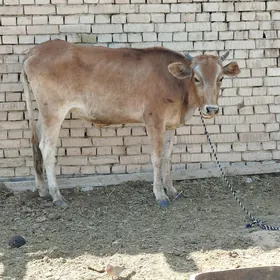 tuwe
