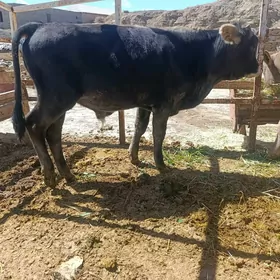 okuzce