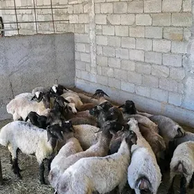 TOKLYLAR ARASA BAKYLAN