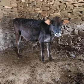 tüweler bakilan