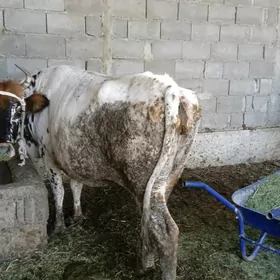 gysyr sygyr
