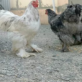 brama blu ,blu motlet horazlar