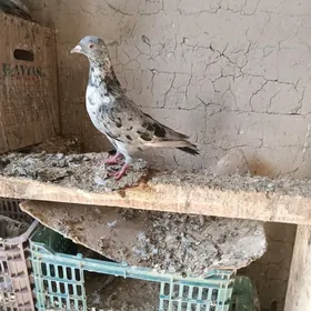 Kepderi