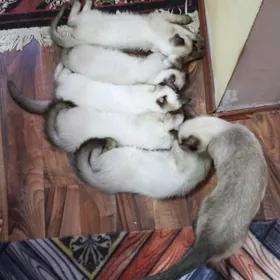 сиамские котята