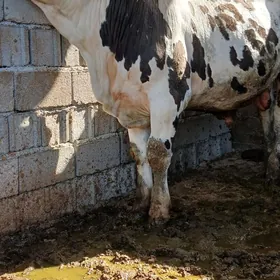 Öküz