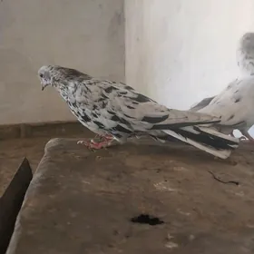 KEPDERI..