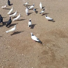 kepderi