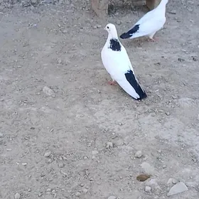 kepder
