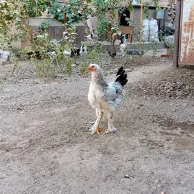 Horaz
