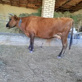 Bogaz sygyrlar