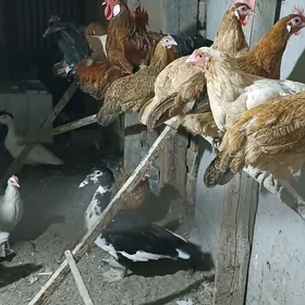 Towuklar