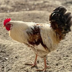 Türkmen horaz