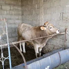 öküz