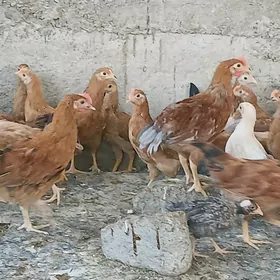 towuk juyje jujr