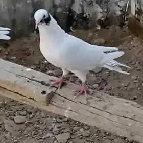 kepderi