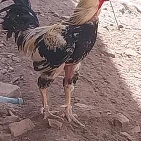 horaz