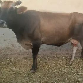 Sygyr