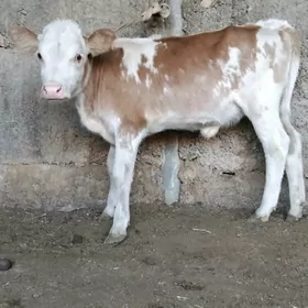 GÖLELI SYGYR