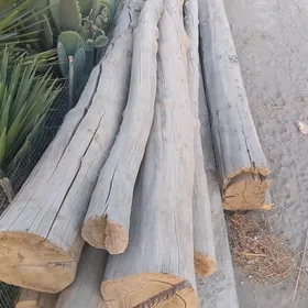 Jayyn ustine ýagaclar