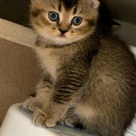 Котята ШОТЛАНДСКИЕ