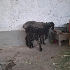 tokly cebiş