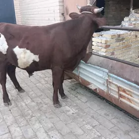 öküz