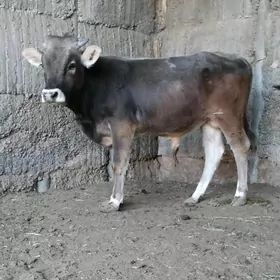 ARASSA ŞWES OKUZ