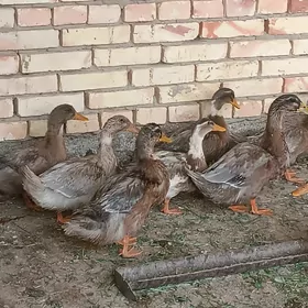 Ordek