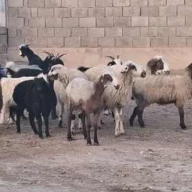 geci tokley cebiş işek