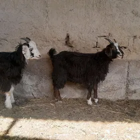 Geçi