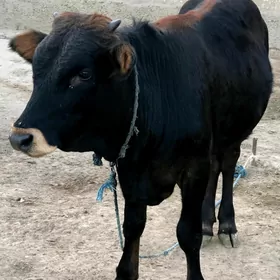 şwes öküz