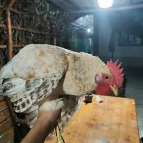 Horazlar
