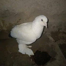 kepderi