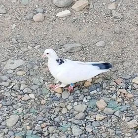 kepderi