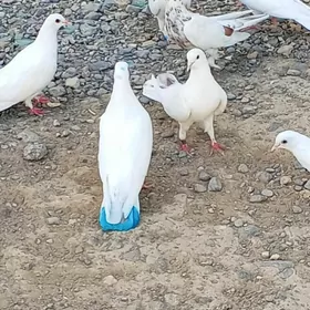 kepderi