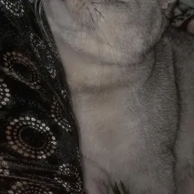 кошка огирланди