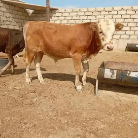 ökız