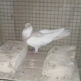 kepderi