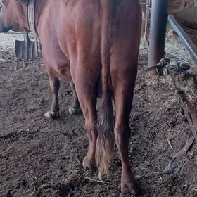 gysyr bakylan
