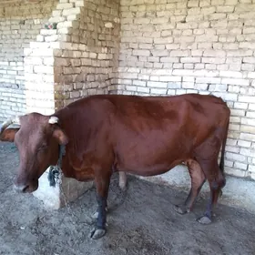 Sygry Bakylan