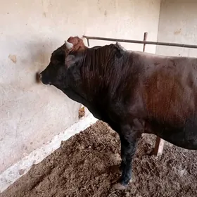 ökùz