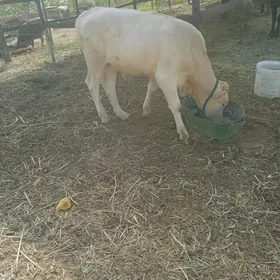 öküz