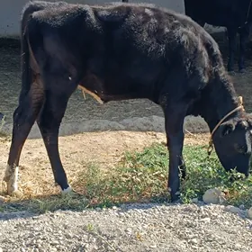 tüwe