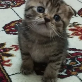 Шотландские котята