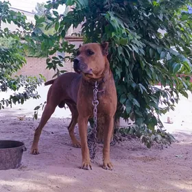 Amerikan Pitbull 